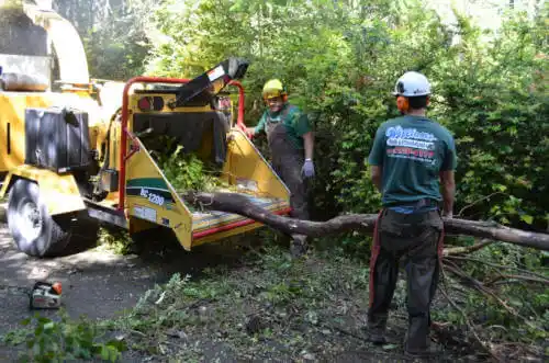 tree services Cooper City